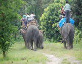 Safari dans le parc national de Chitwan 