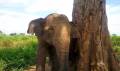 Éléphant au Parc National d'Udawalawe