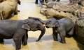 L'orphelinat des elephants de Pinnawela