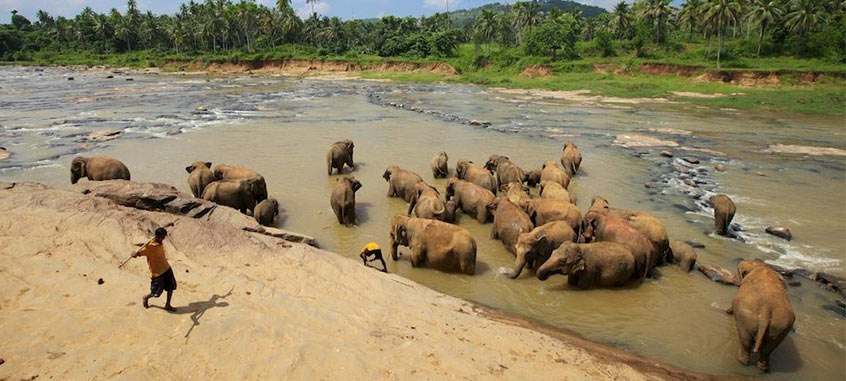 l'orphelinat d'éléphants