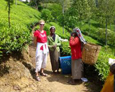 plantation de thé visiter Nuwara Eliya